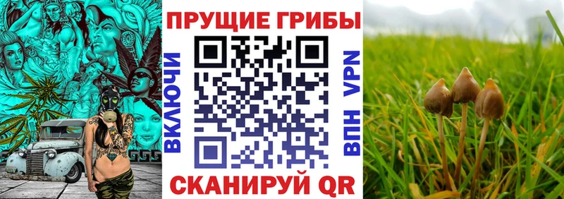 Купить где  Динская  Псилоцибиновые грибы мицелий 